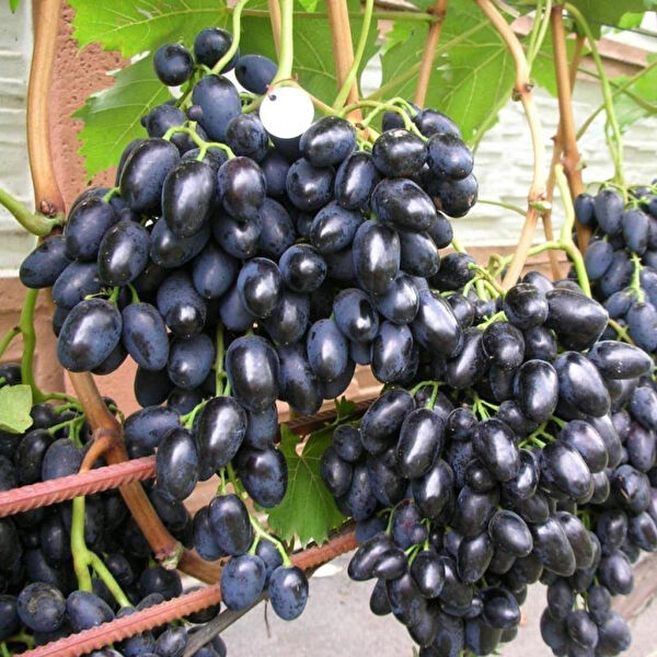 Berke Fidancılık Fidan