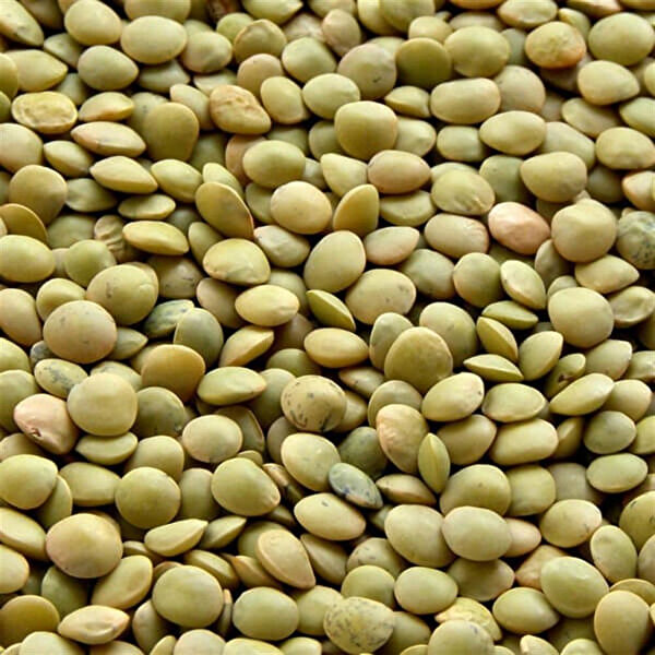 Berke Fidancılık Tohum