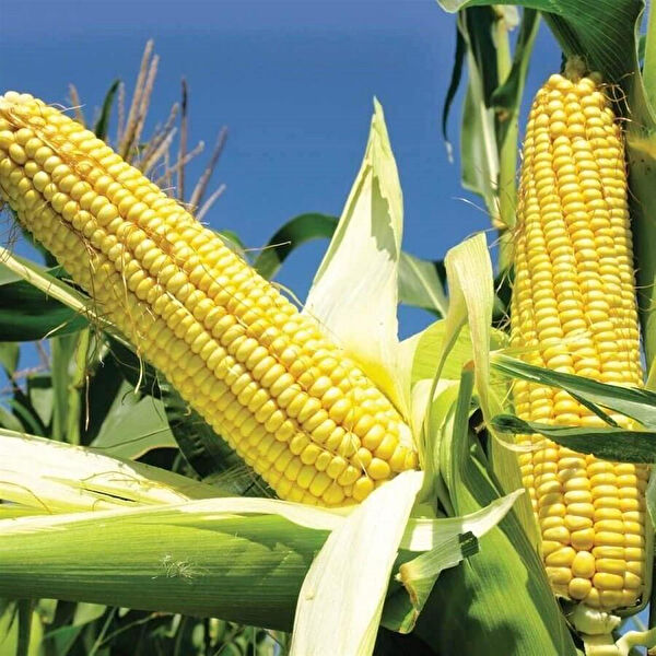 Berke Fidancılık Tohum