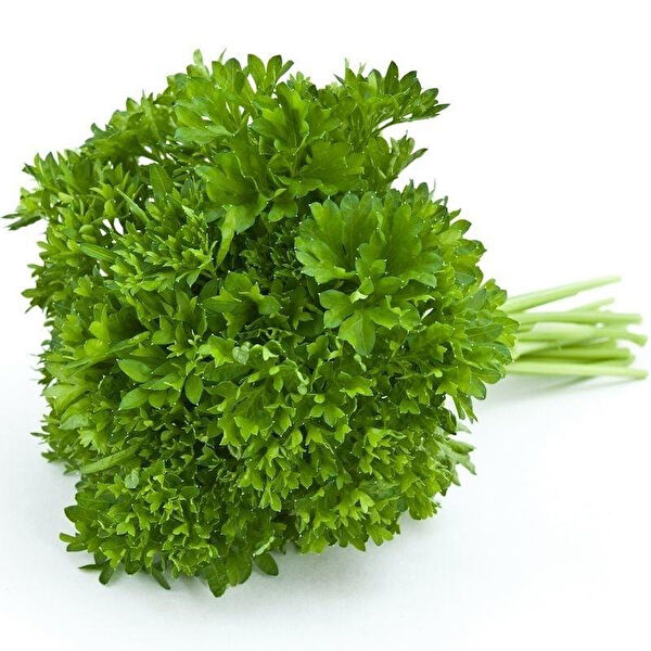 Berke Fidancılık Tohum