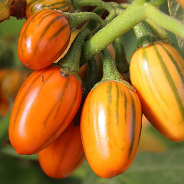 Berke Fidancılık Tohum