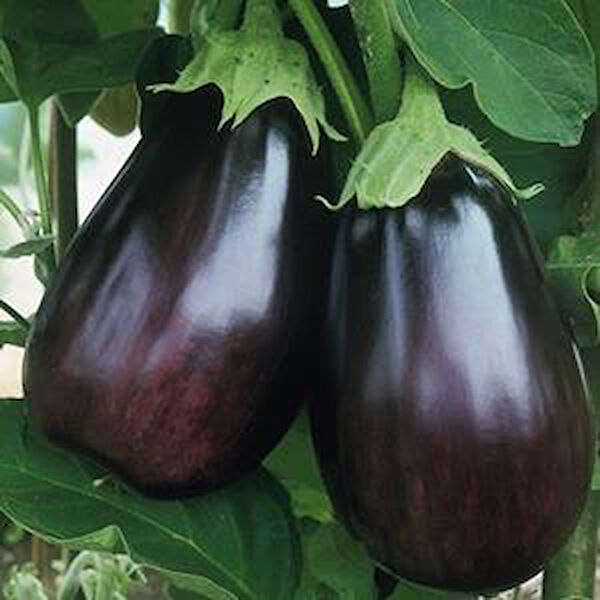 Berke Fidancılık Tohum