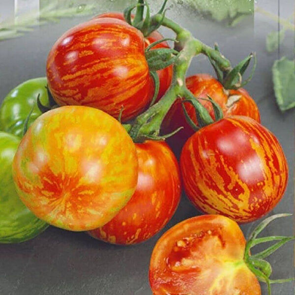 Berke Fidancılık Tohum