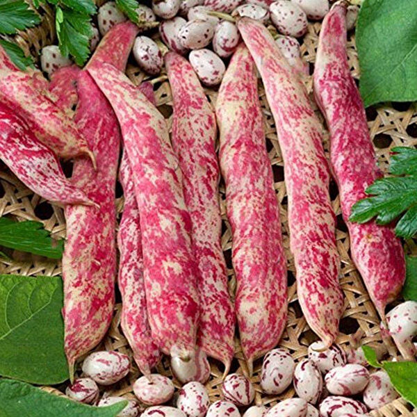 Berke Fidancılık Tohum