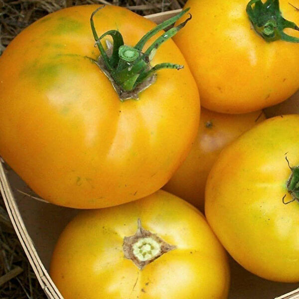 Berke Fidancılık Tohum