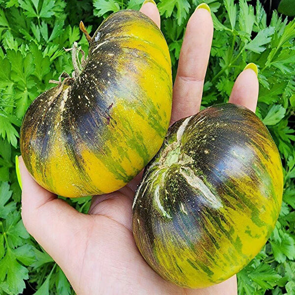 Berke Fidancılık Tohum