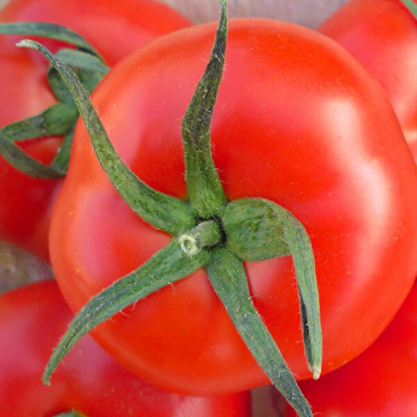 Berke Fidancılık Tohum