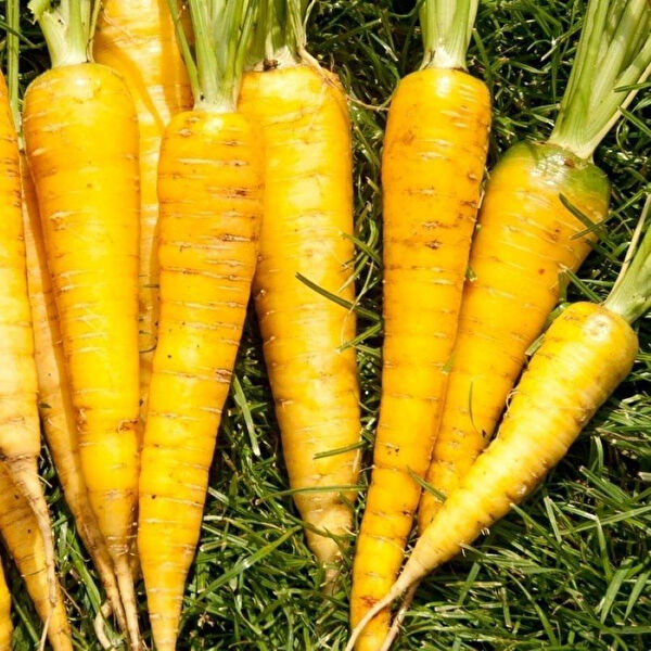 Berke Fidancılık Tohum