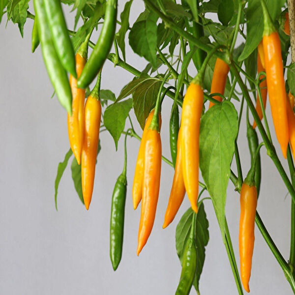 Berke Fidancılık Tohum