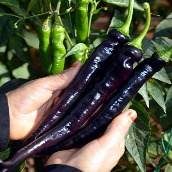 Berke Fidancılık Tohum