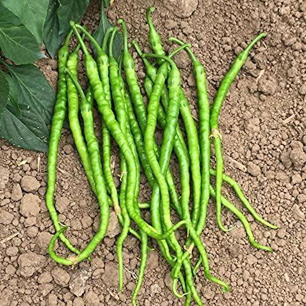 Berke Fidancılık Tohum