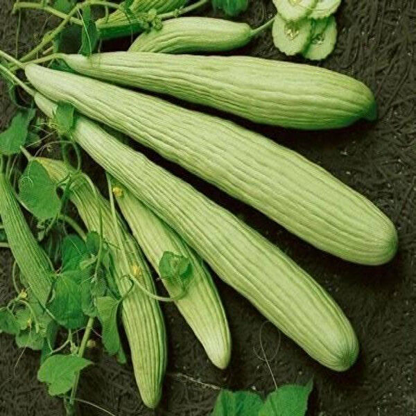 Berke Fidancılık Tohum