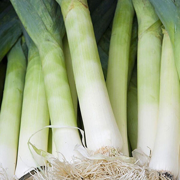 Berke Fidancılık Tohum