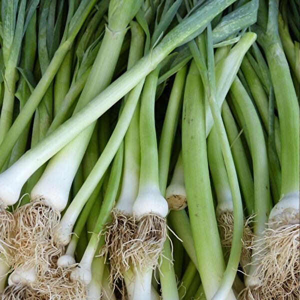 Berke Fidancılık Tohum