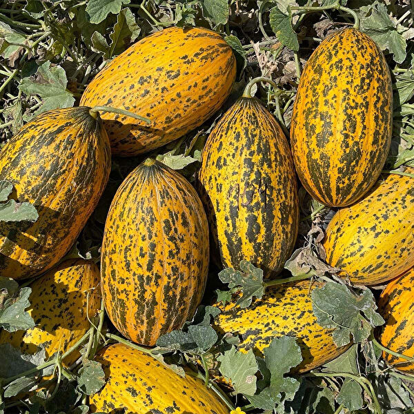 Berke Fidancılık Tohum