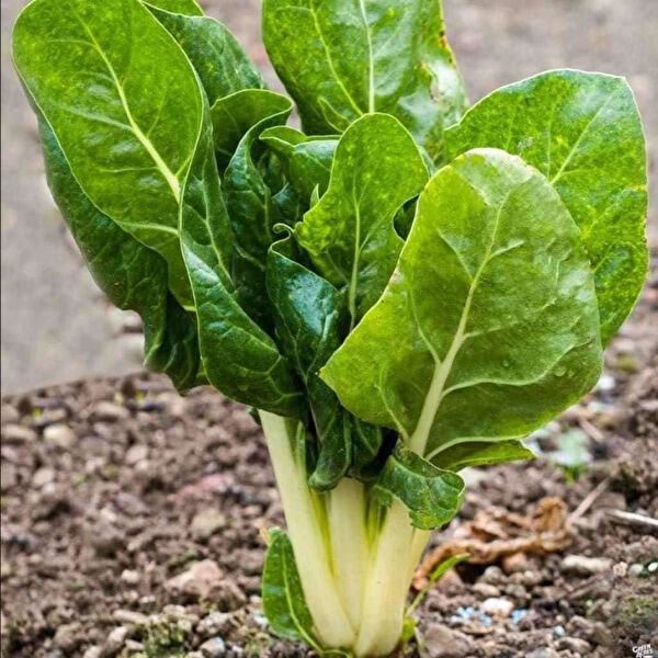 Berke Fidancılık Tohum