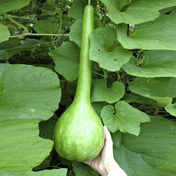 Berke Fidancılık Tohum