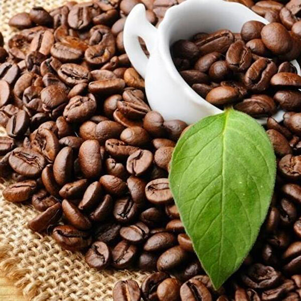 Berke Fidancılık Fidan