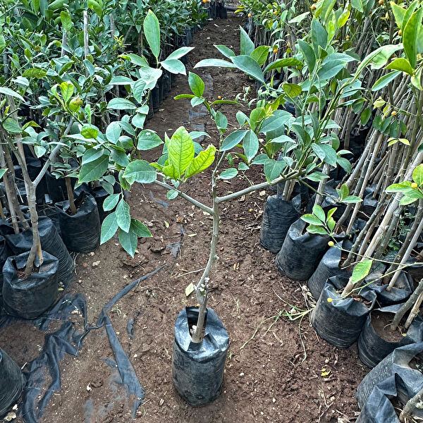 Berke Fidancılık Fidan