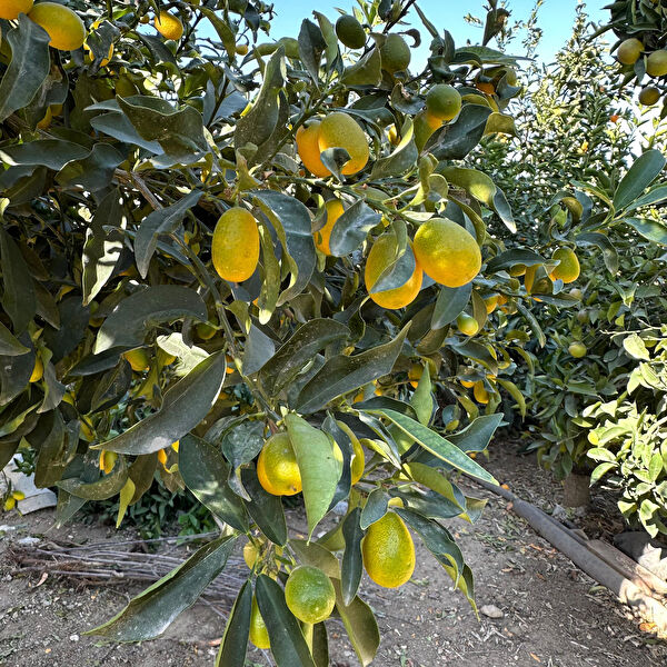 Berke Fidancılık Fidan