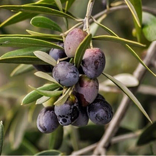 Berke Fidancılık Fidan