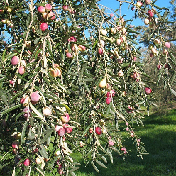 Berke Fidancılık Fidan