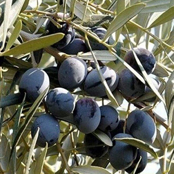 Berke Fidancılık Fidan