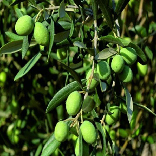 Berke Fidancılık Fidan