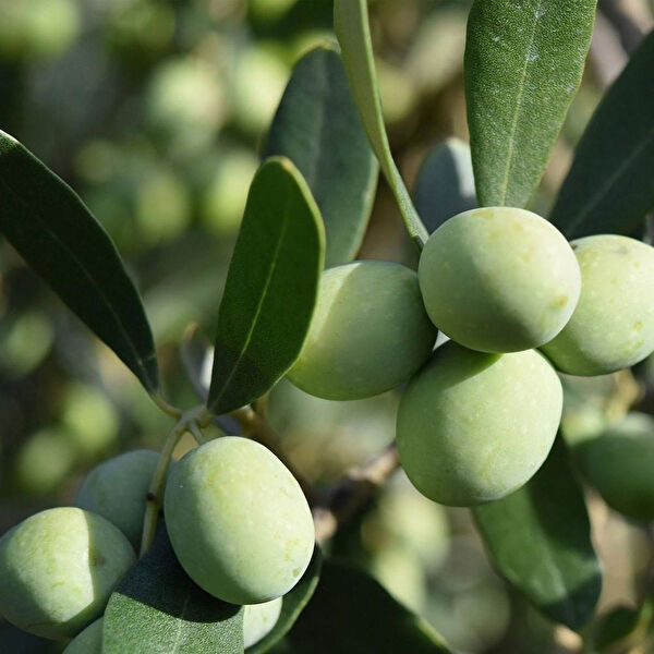 Berke Fidancılık Fidan