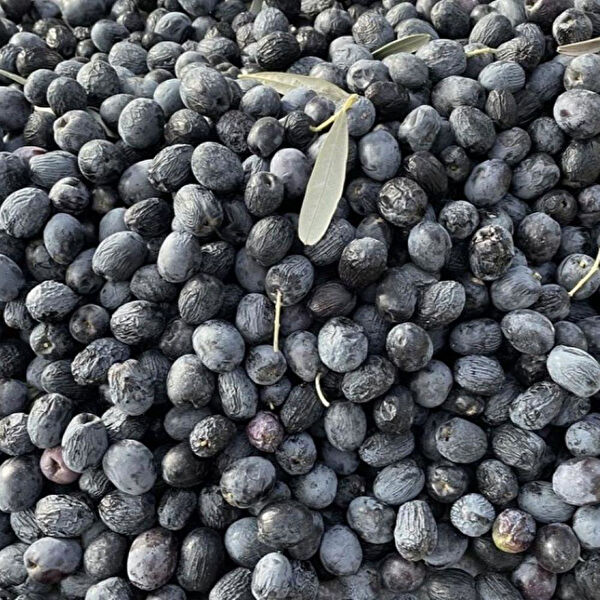 Berke Fidancılık Fidan