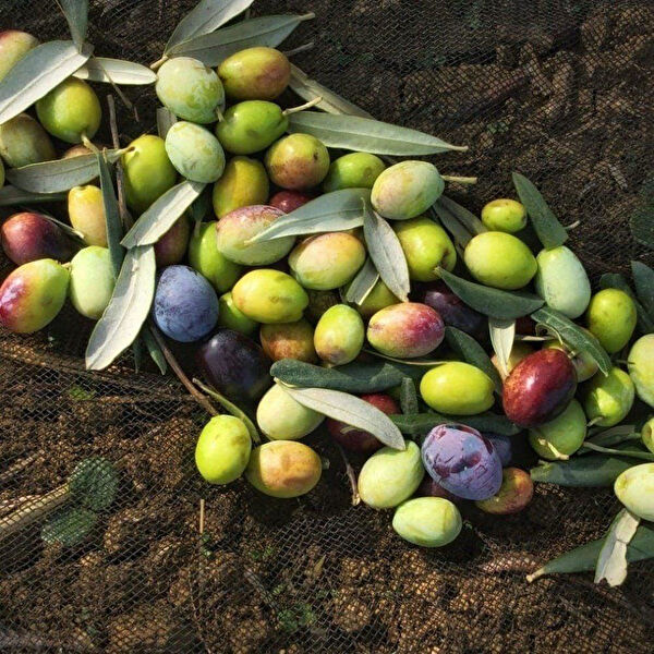 Berke Fidancılık Fidan