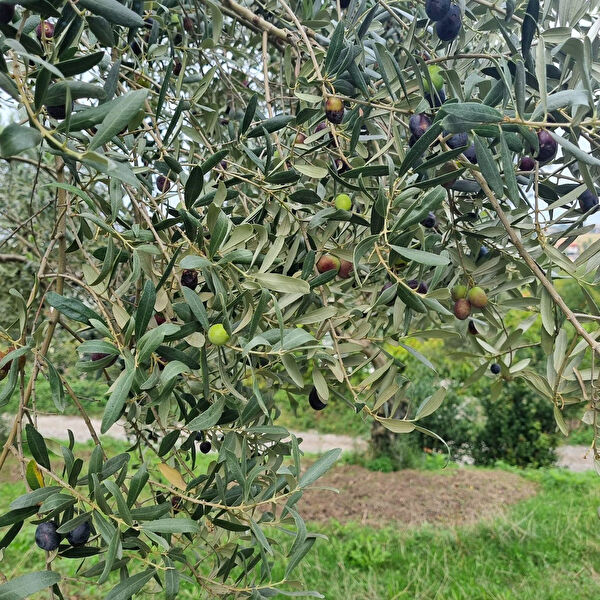 Berke Fidancılık Fidan