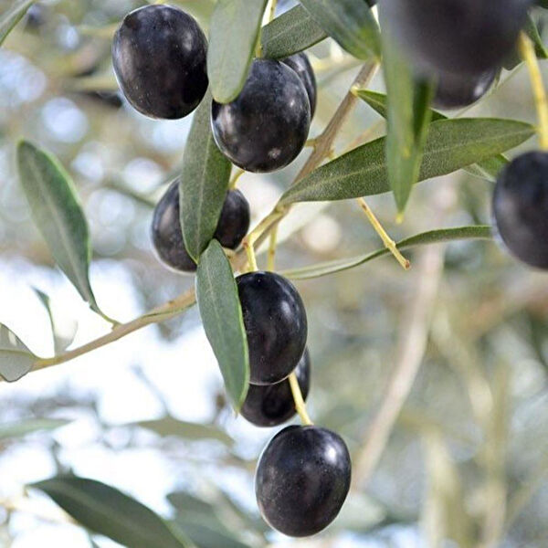 Berke Fidancılık Fidan