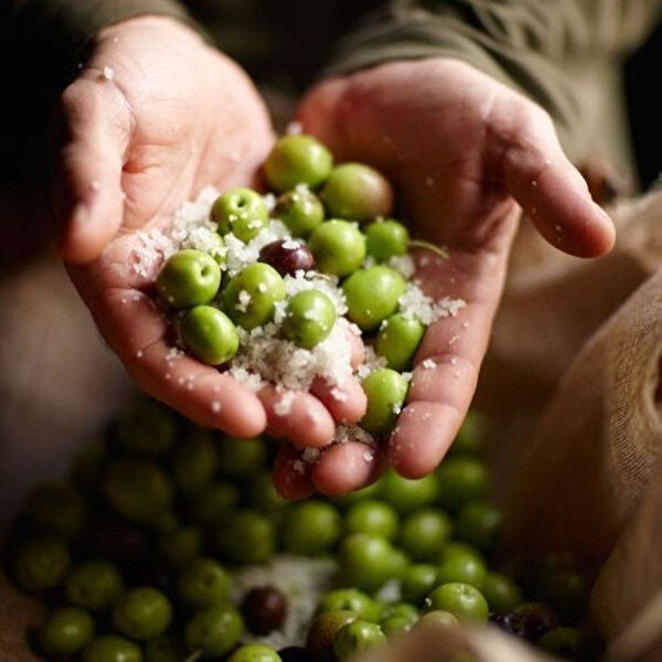 Berke Fidancılık Fidan