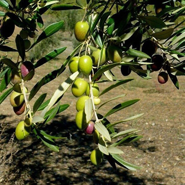 Berke Fidancılık Fidan