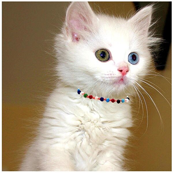 BijuStore Kedi Tasmaları ve İsimlikler