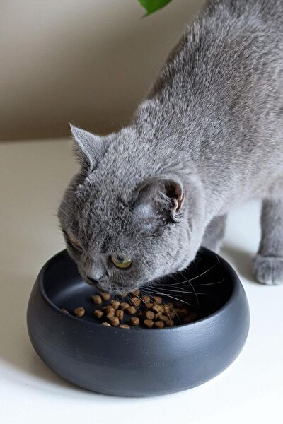 Beige & Stone Kedi Mama ve Su Kapları