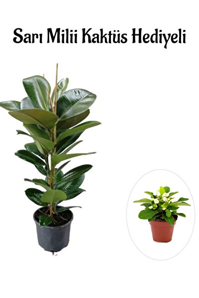 Bitkim Sende İç Mekan Bitkileri