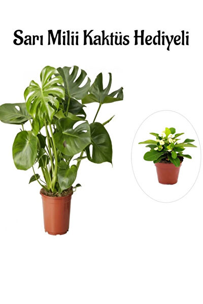 Bitkim Sende İç Mekan Bitkileri