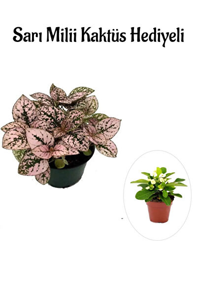 Bitkim Sende İç Mekan Bitkileri