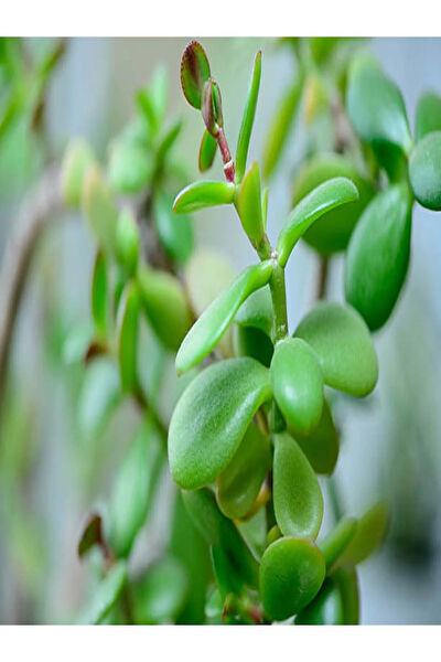 Bitkim Sende İç Mekan Bitkileri