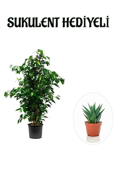 Bitkim Sende İç Mekan Bitkileri