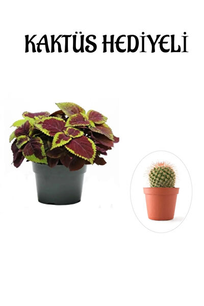 Bitkim Sende İç Mekan Bitkileri