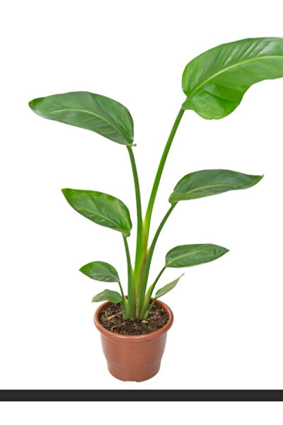 Bitkim Sende İç Mekan Bitkileri