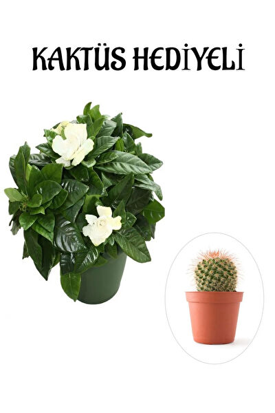 Bitkim Sende İç Mekan Bitkileri