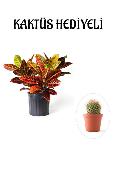 Bitkim Sende İç Mekan Bitkileri