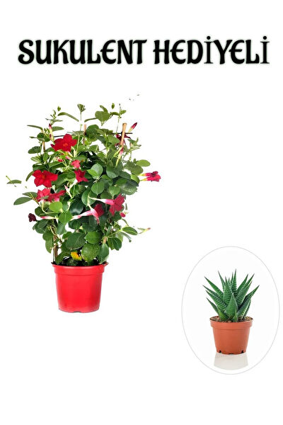 Bitkim Sende İç Mekan Bitkileri