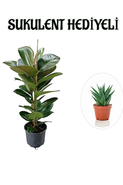 Bitkim Sende İç Mekan Bitkileri