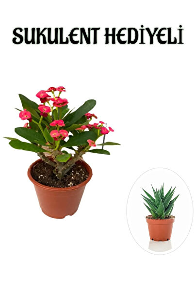 Bitkim Sende İç Mekan Bitkileri