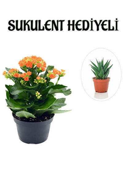 Bitkim Sende İç Mekan Bitkileri